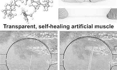美國開發新型自愈材料 可研制人造肌肉、改進機器人性能